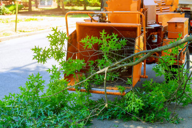 Tree Root Removal in Dalton Gardens, ID